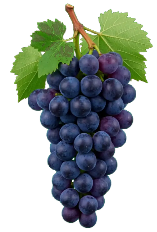 Eine Weintraube wächst beim Scrollen von der Blüte bis zur reifen Frucht und dreht sich dann um die eigene Achse.